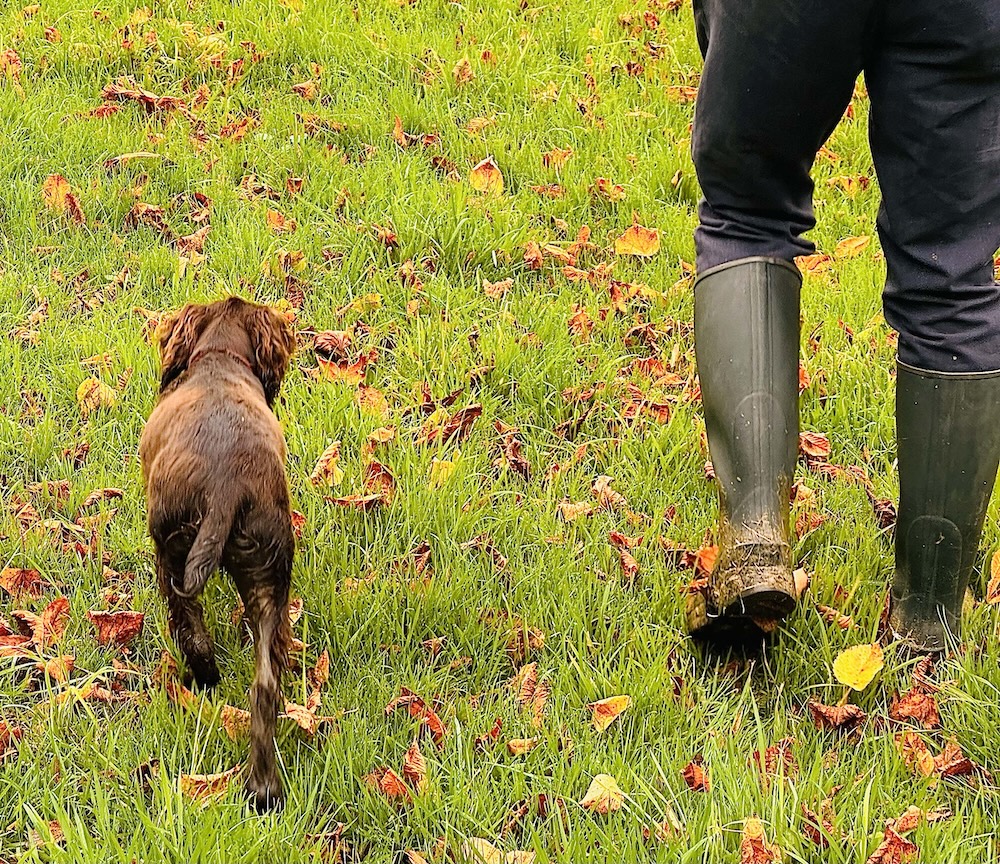 Dog walking beside a person in wellies through a grassy field